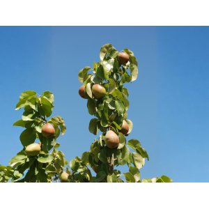 Stĺpovitá hruška (Pyrus communis) ´DECORA´ - zimná, výška 160-180 cm, voľnokorenná